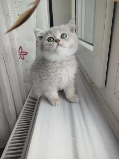 Safkan British Shorthair Golden Yavru
