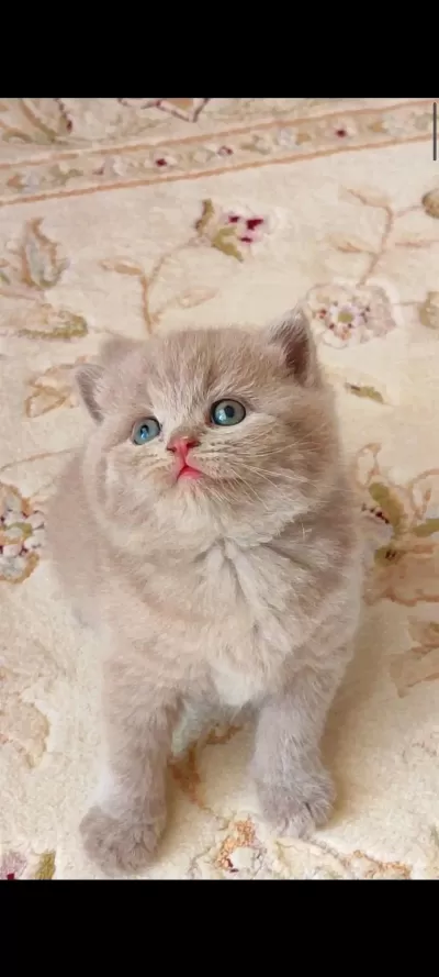 British Shorthair Kedimiz Lokumulinko