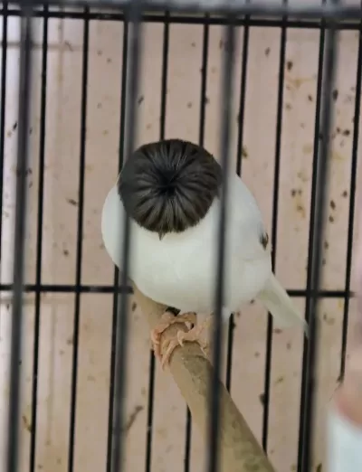 Sağlıklı Gloster Kanaryalar