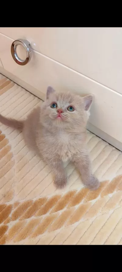 Lilac Dişi Yavru Kedimiz