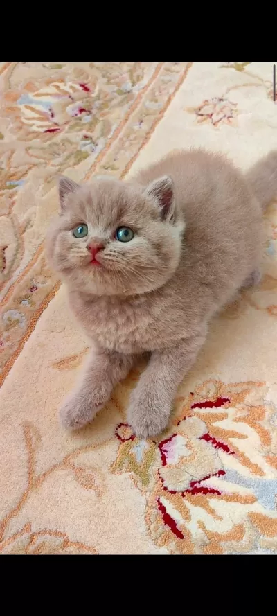 Lilac Dişi Erkek Yavru Kediler