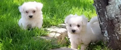 Maltese Bebeklerimiz