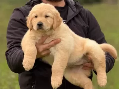 Safkan Irk Garantili Golden Retriever Yavrularımız