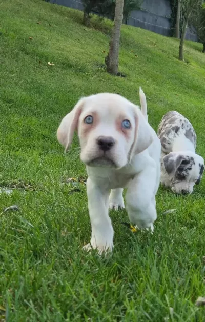 Efsane Güzel Cane Corsa Yavru