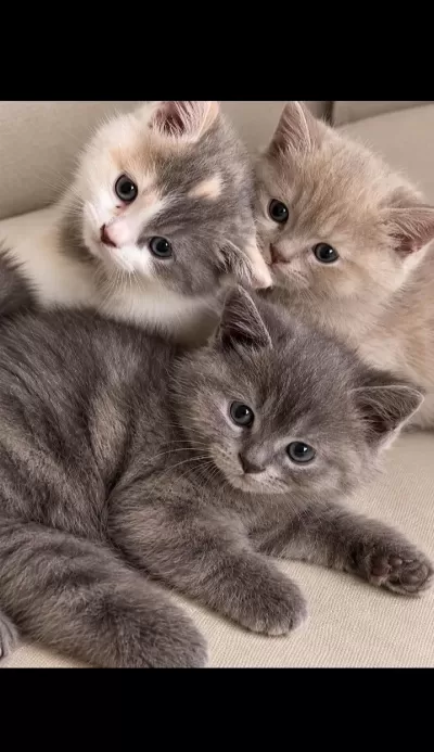 Çok Tatlı British Shorthair Yavrularım
