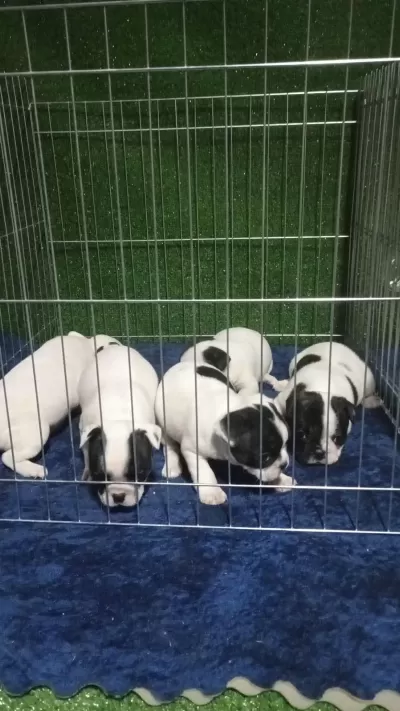French Bulldog Sevenler A Kalite