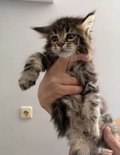 Maine Coon Dişi Erkek Orman Rengi