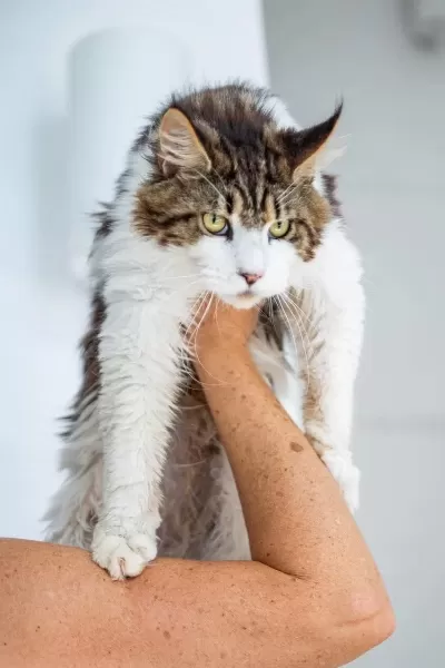 Dev Maine Coon Şecereli Erkek Bicolor