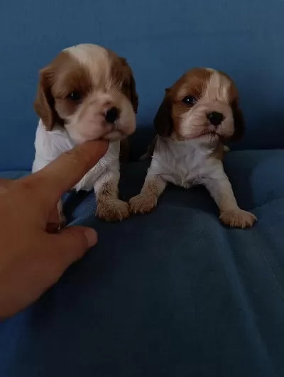 Sağlıklı Cavalier King Charles Yavrular