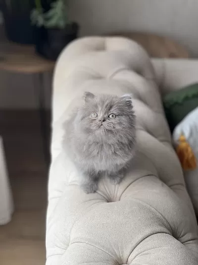 Üst Düzey British Longhair Lilac Yavrum