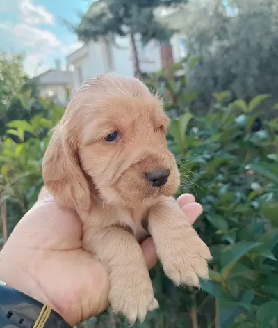 Üst Düzey Koyu Renk Cocker Bebekler