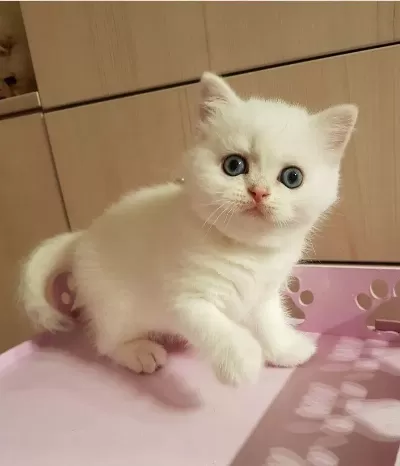 British Shorthair Yavrulari