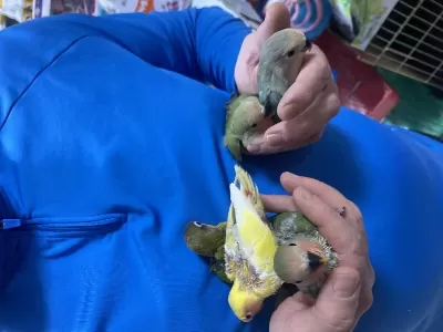 El Besleme Yavru Ve Yetişkin Sevda Cennetlerimiz