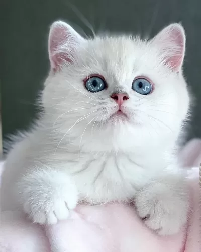 Kar Beyaz Silver British Shorthair Ns1133
