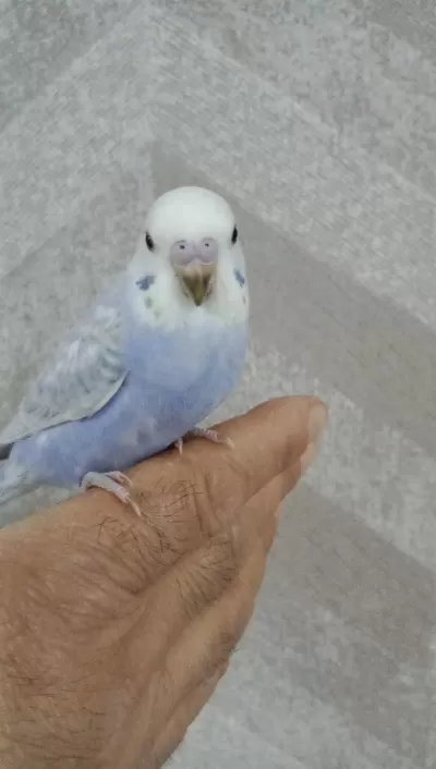 30 Günlük Erkek Yavru Muhabbet Kuşu