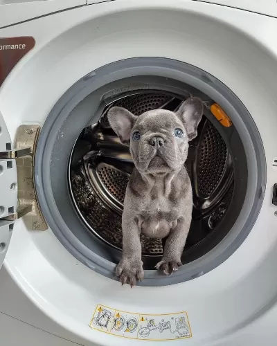 French Bulldog Yavrulari
