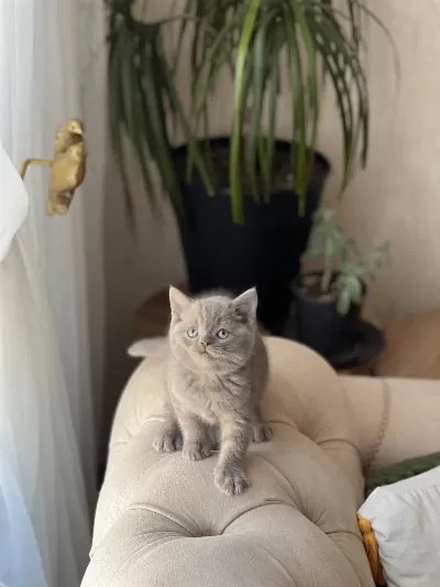 Özel Renk Lilac British Shorthair Yavrum