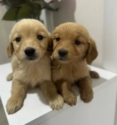 Golden Bebekler