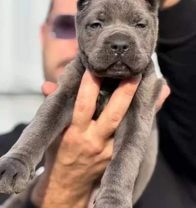 Safkan Irk Garantili Cane Corso Italyano Yavrular