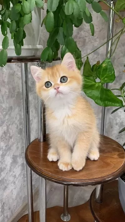 Altın Parlaklığında Golden British Shorthair