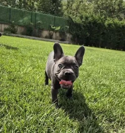 Blue French Bulldog Yavrulari