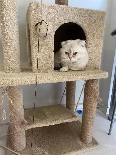 Scottish Fold Kedisi