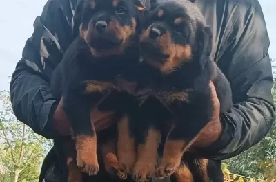 Sağlıklı Ve Güçlü Rottweiler Yavruları