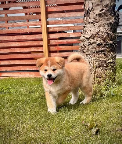 Japon Akita Inu Yavrulari İstanbul