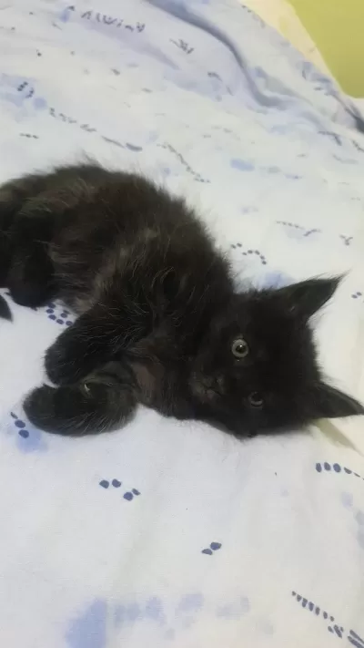 Maine Coon Black Solid Dişi Ve Erkek