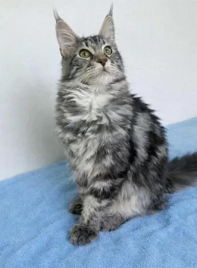 Maine Coon Saf Kan Silver Tabby Dişi