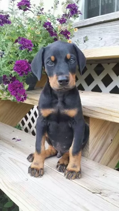 Her Eve Şart Doberman Köpeği