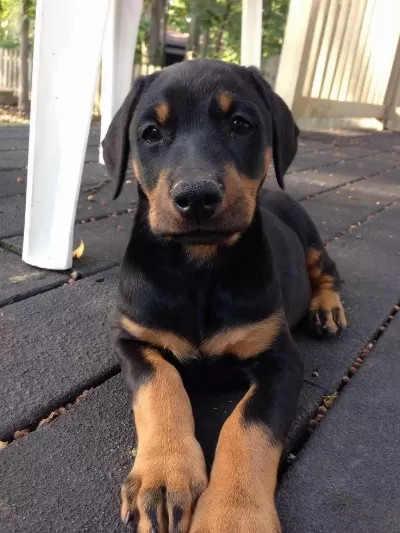 Kaliteli İnsanın Kaliteli Köpeği Olur