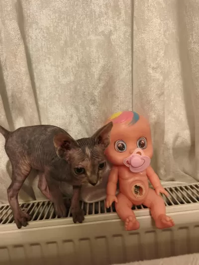 Naked Beauty Sphynx Cattery