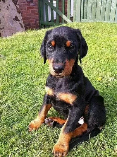 Referansli Safkan Dobermanlar