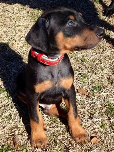 Doberman Dolandirilmaya Son Kapida Ödeme Hizmeti