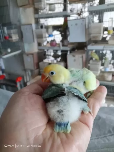 Üst Düzey Mutasyon El Beşlemesi Özel Kuşlar