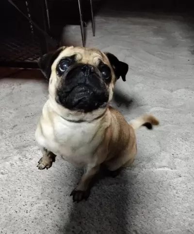 Acil Sahiplendirilecek Pug Köpeğimiz