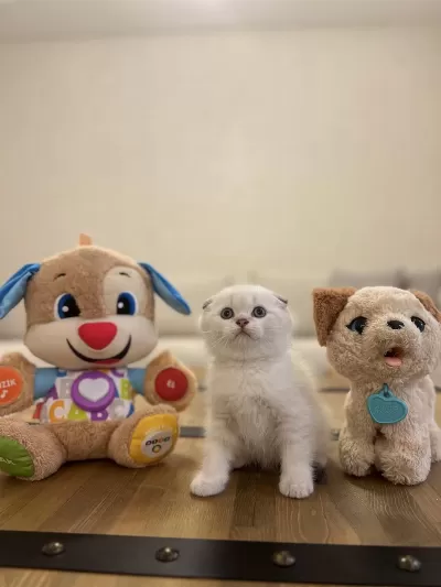 Scottish Fold Silver Yavrhlarim