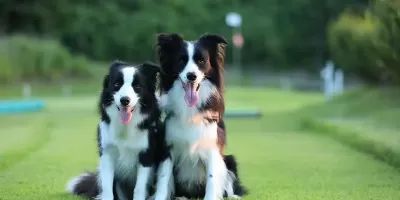 Border Collie Yavruları