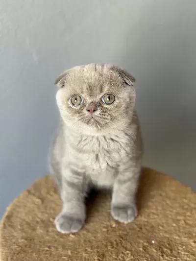 Scottish Fold Kedisi