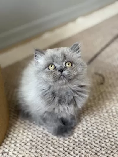 British Longhair Cer