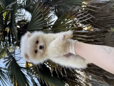 Harika Pomeranian Boo