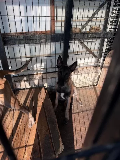 Dişi 4.3 Aylık Tüm Aşıları Tam Malinois