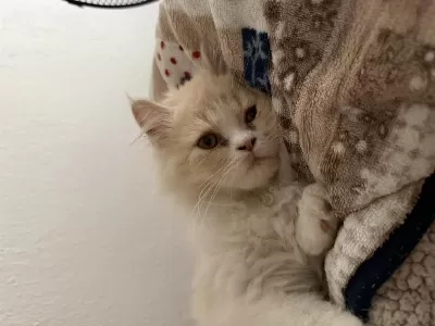 Sağlıklı Erkek İran Kedisi