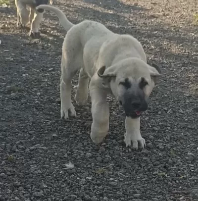 Sağlıklı Boz Çoban Köpeği