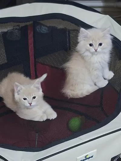 Birbirinden Guzel British Longhair Yavrular