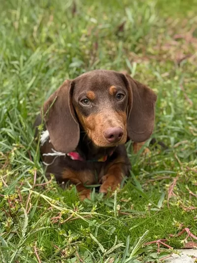 Mükemmel Dachshund Yavrular