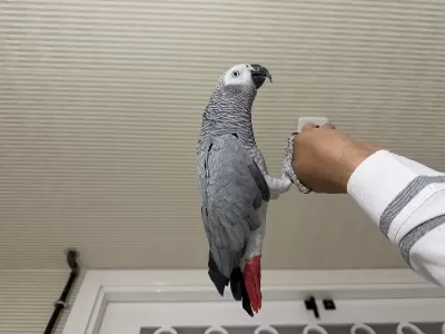 Evcil Konuşkan Bilezikli Jako Papağanı