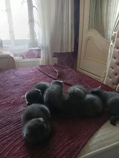 Yavru Kedilerimiz Yeni Yuvalarını Gitmeye Hazırlar