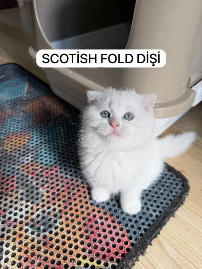 Süt Beyaz Scottish Fold Prenses Hazir